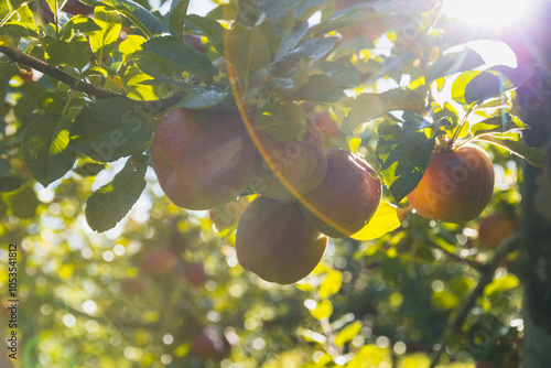 Apples grow on tree in sunshine photo