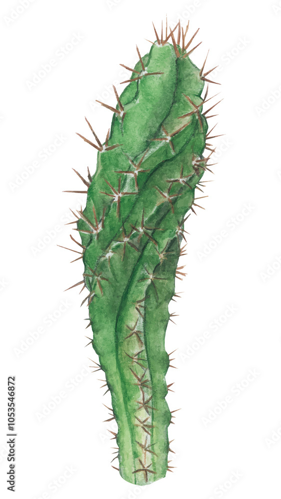 Naklejka premium Cereus forbesii cactus watercolor png
