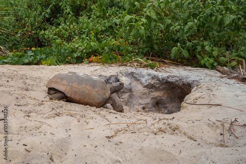 Fotografie Gopher Tortoise going into its den