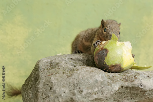 A plantain squirrel eating a ripe mango that fell to the ground. This rodent mammal has the scientific name Callosciurus notatus. photo