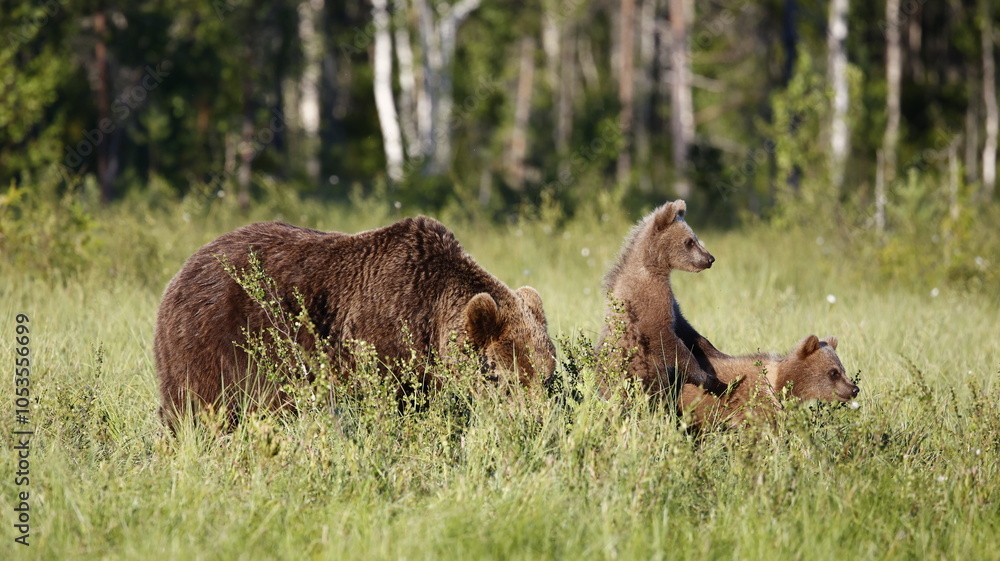 Brown bear family strolling in the taiga forest Brown bear family strolling in the taiga forest