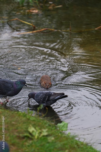 A Large Red Rat Hunting and Catching a Pigeon. Dramatic Scene in Nature as the Rat Preys on a Bird. Wild Moment Captured Showing Animal Instinct and Predatory Behavior. photo