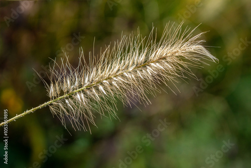 Flowering chinese pennisetum (Pennisetum alopecuroides) grass in autumn photo