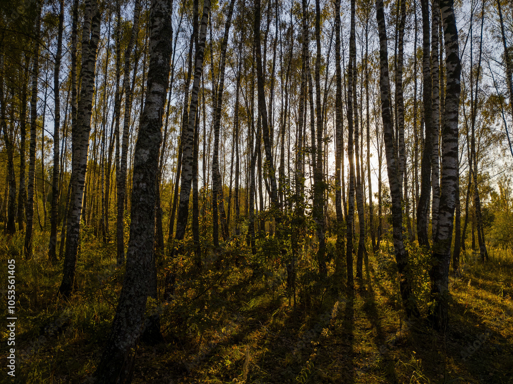 Birch grove with golden leaves in golden autumn, illuminated by the sun at sunset or dawn. Birch grove with golden leaves in golden autumn, illuminated by the sun at sunset or dawn.