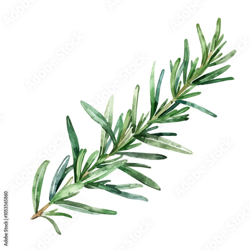 close up big branch of green rosemary with leaves isolated on a white background, rosemary branch in watercolor style, vector illustration