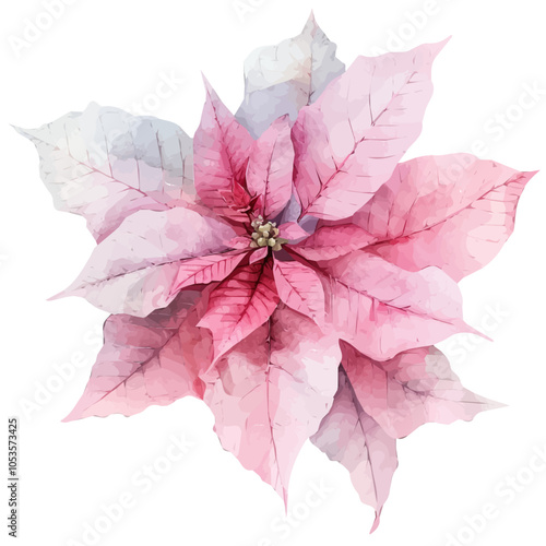 Christmas pink poinsettia flower. close up big branch of Christmas pink poinsettia flower isolated on a white background, Christmas pink poinsettia branch in watercolor style, vector illustration