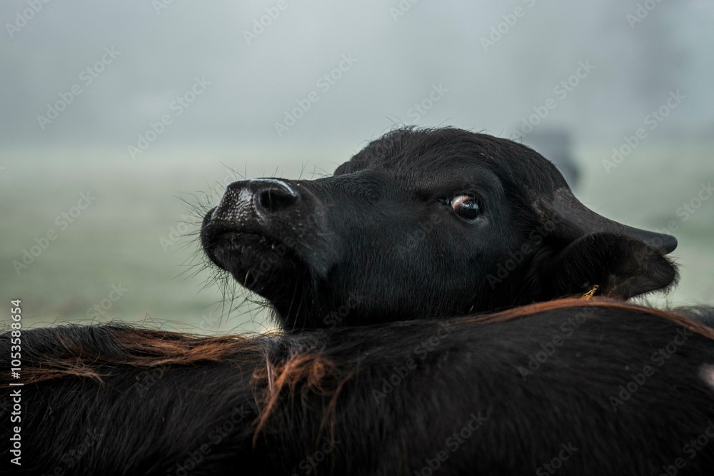 Group of Black water buffalo Cattle Standing in Foggy Field with Morning Mist, Grazing on Dew-Covered Grass in Rural Pastureland, Surrounded Moody and Atmospheric Farm Scene Group of Black water buffalo Cattle Standing in Foggy Field with Morning Mist, Grazing on Dew-Covered Grass in Rural Pastureland, Surrounded Moody and Atmospheric Farm Scene