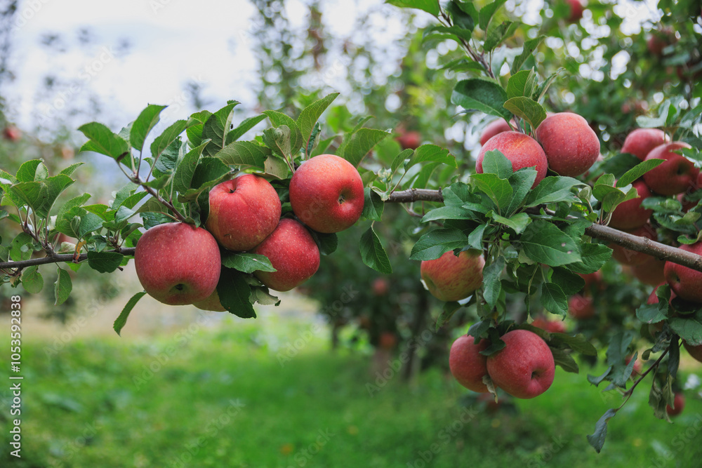 Obraz premium Red apples grow on tree in garden