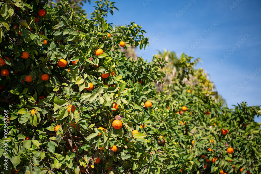 Ripe orange fruits on orange trees and foliage with a blue sky in Malaga, Andalusia, Spain. View from below. Close-up. Ripe orange fruits on orange trees and foliage with a blue sky in Malaga, Andalusia, Spain. View from below. Close-up.