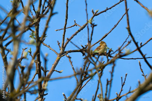 Yellowhammer photo