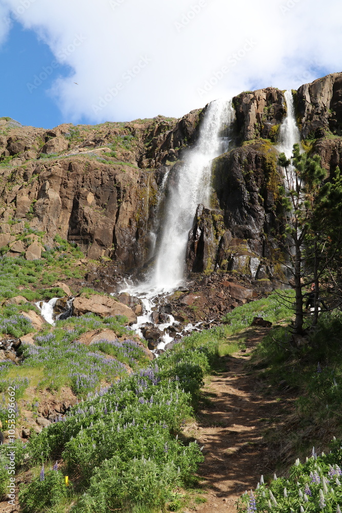 path with lupines growing on the side leading to the budareyrarfoss water falls in eastern Iceland path with lupines growing on the side leading to the budareyrarfoss water falls in eastern Iceland