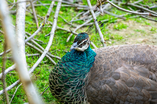 Blauer Pfau (Pavo cristatus) photo