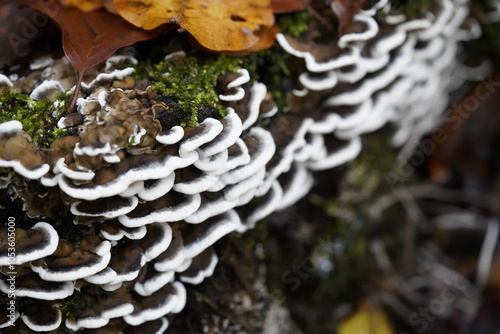 The butterfly bracket fungus (Trametes versicolor, syn.: Coriolus versicolor), also known as the colorful bracket fungus is a common wood-dwelling fungus species from the family Polyporaceae. Germany. photo