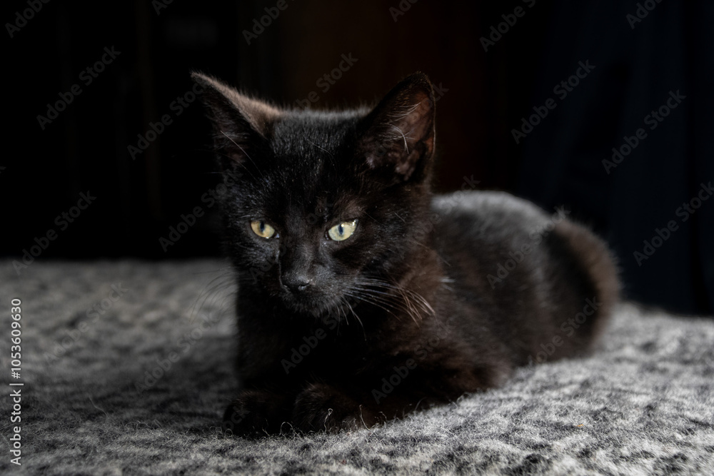 Obraz premium small tiny kitten sitting on a blanket black kitten 