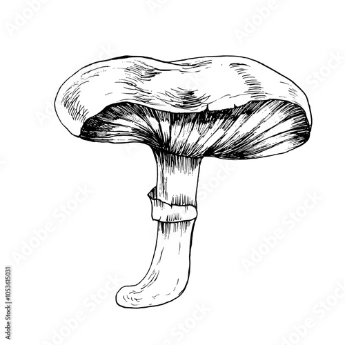 Wild forest non-edible mushroom ink graphics illustration. Hand drawn doodle clip art, fungus and autumn boletus for fall harvest season for product packing, kitchen fabric and utilities design