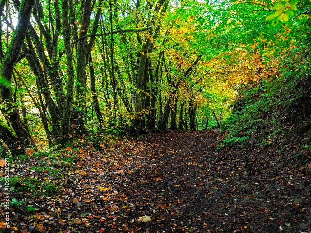 Entwistle Forest Lancashire. Serene forest path enveloped by vibrant autumn foliage. Entwistle Forest Lancashire. Serene forest path enveloped by vibrant autumn foliage.