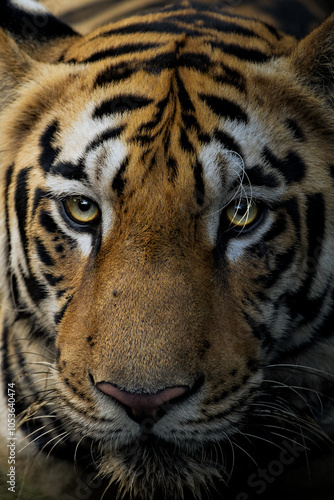 portrait of a tiger