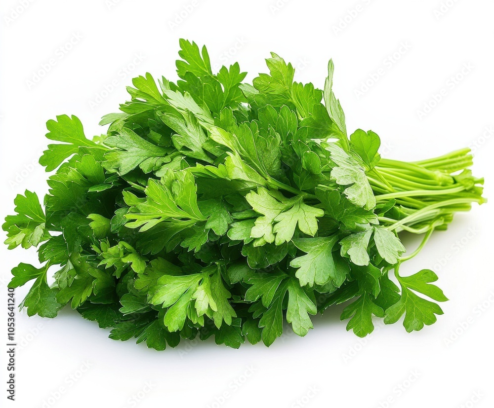 Parsley placed on a pure white background Parsley placed on a pure white background