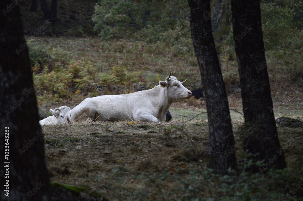 vaca de color blanco salvaje en la naturaleza vaca de color blanco salvaje en la naturaleza