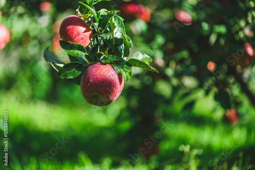 Red apples grow on tree in sunshine photo