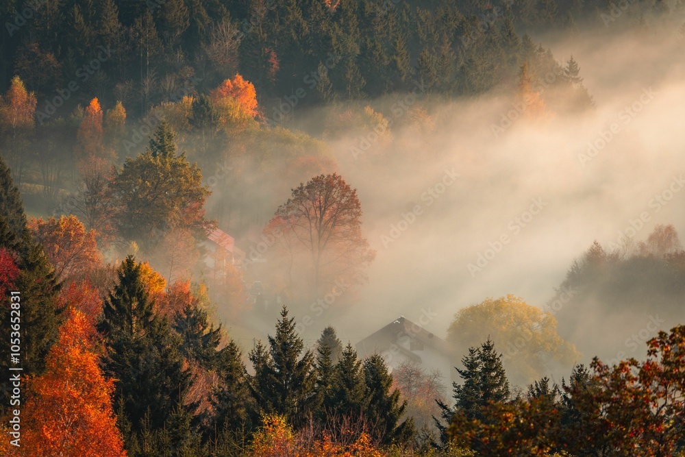 Fototapeta premium Misty autumn forest landscape with vibrant foliage.