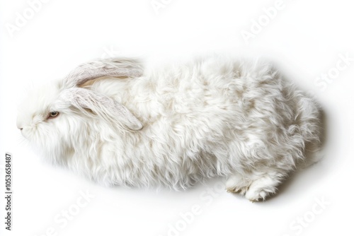 Fuzzy Paradise: Majestic Angora Rabbit's Pure White Oasis photo