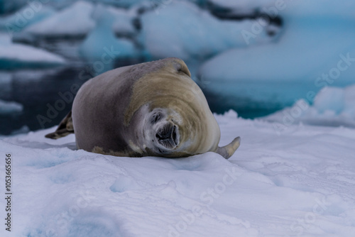 Close-up of a crabeater seal -Lobodon carcinophaga- resting on a small iceberg near the fish islands on the Antarctic peninsula photo