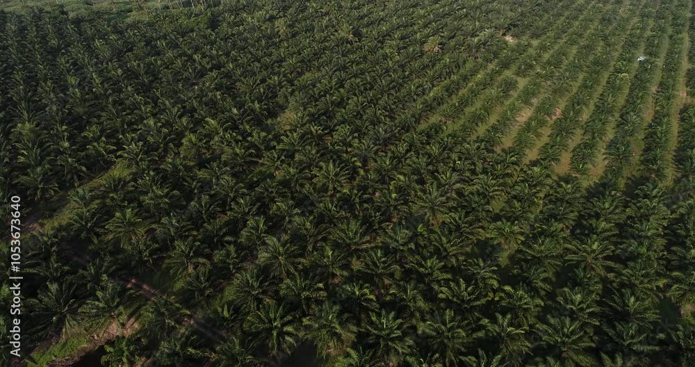 Aerial view palm oil plantation tree forest morning sun rise agricultural industry Aerial view palm oil plantation tree forest morning sun rise agricultural industry