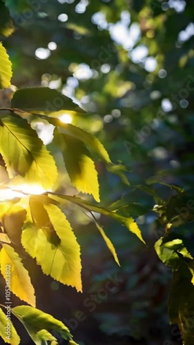 Sun rays shining through tree leafs
