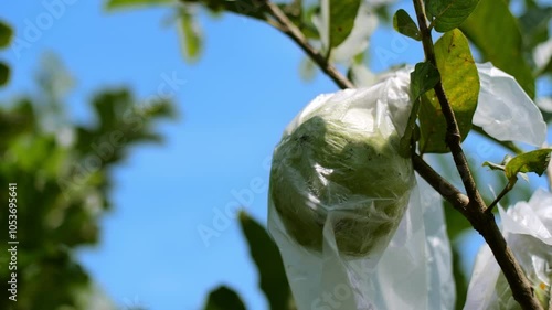 Close-Up of Guavapsidium guajava Orchard Covered in White Plastic Against Blue Sky on a Sunny Tropical Morning, guava Pest Control Technique photo