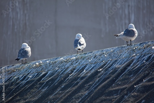 Common gulls (larus canus) standing on building roof in summer, Berlevåg, Norway. photo