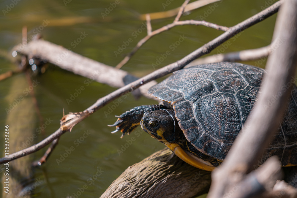 Fototapeta premium A wild turtle basking in the sun on a dry branch above the water of a lake in Romania