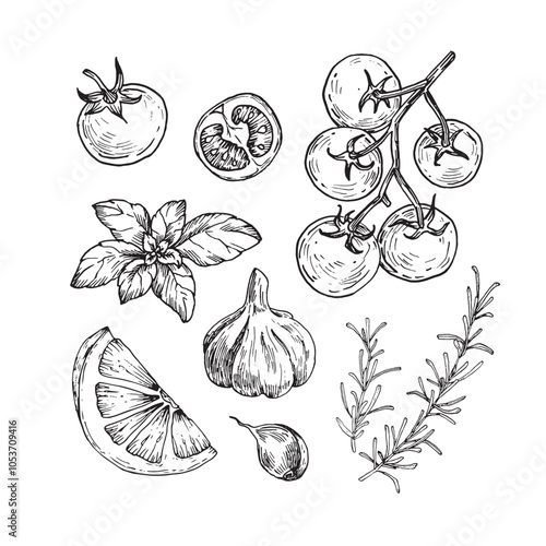 Lemon wedge, basil leaves, garlic, rosemary and cherry tomatoes on a branch hand drawn with ink. Black and white set of ingredients for cooking. For label design, packaging