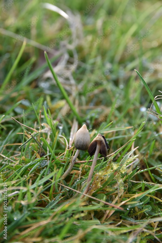 liberty caps also known as magic mushrooms growing in the wild liberty caps also known as magic mushrooms growing in the wild