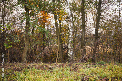Fototapeta Naklejka Na Ścianę i Meble -  brzoza 