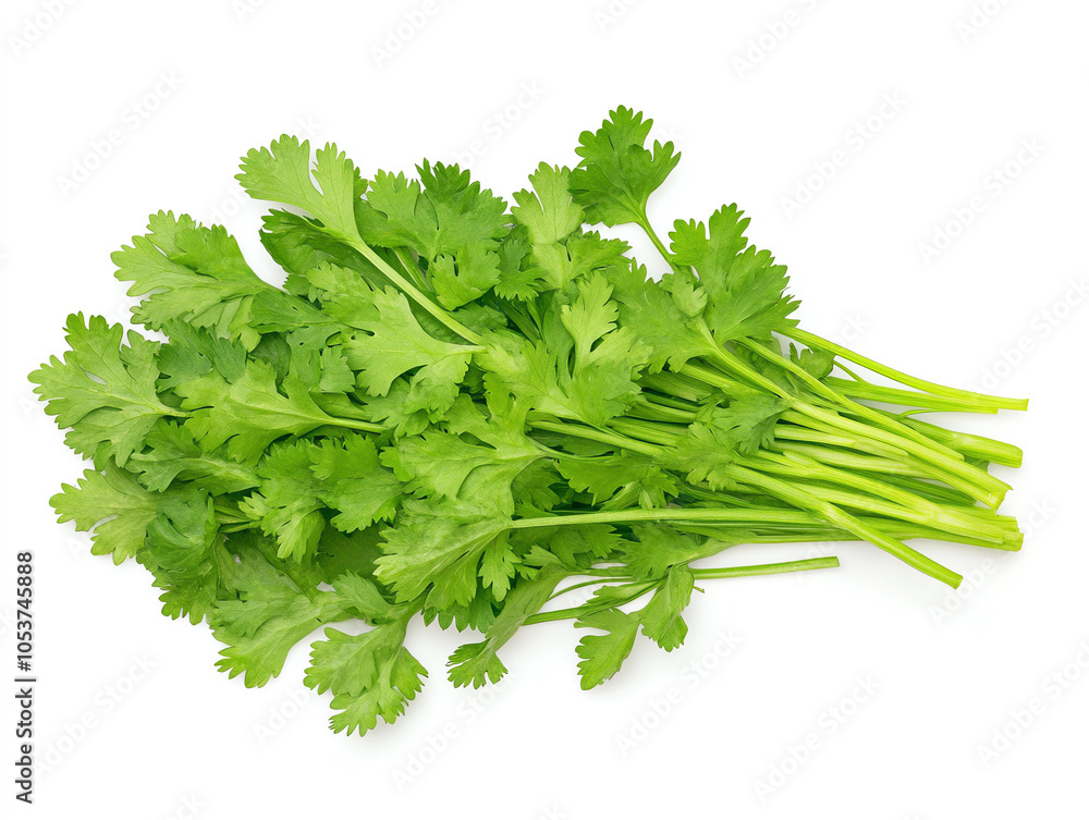 Fresh cilantro leaves are vibrant and aromatic on white background, perfect for enhancing various dishes. This herb adds burst of flavor and freshness to salads, salsas, and more Fresh cilantro leaves are vibrant and aromatic on white background, perfect for enhancing various dishes. This herb adds burst of flavor and freshness to salads, salsas, and more
