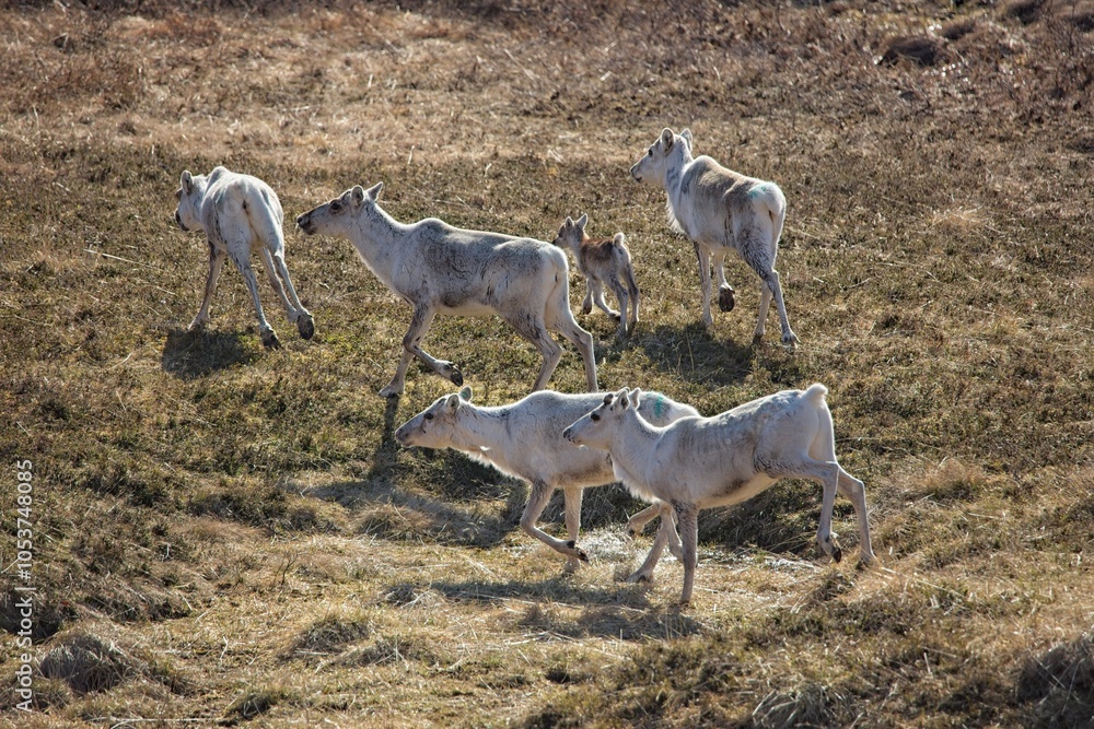 Fototapeta premium Reindeer (rangifer tarandus) in mountain meadow in summer, Varanger Peninsula, Norway.