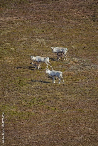 Reindeer (rangifer tarandus) in mountain meadow in summer, Varanger Peninsula, Norway. photo