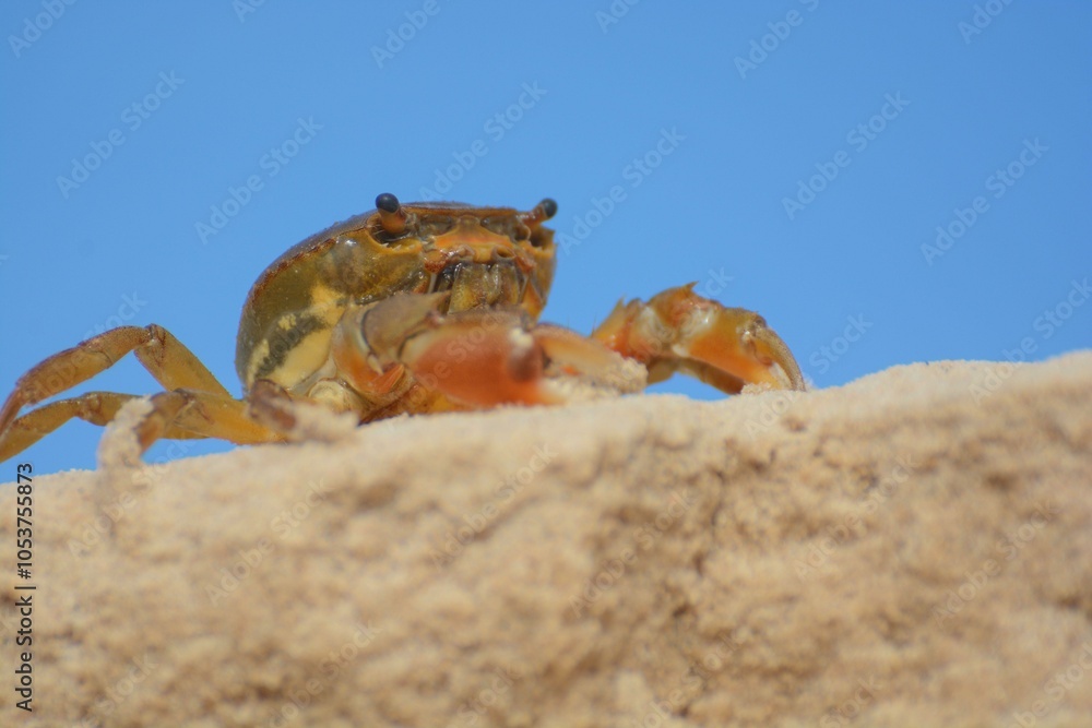 Obraz premium Crab walking on a sandy surface