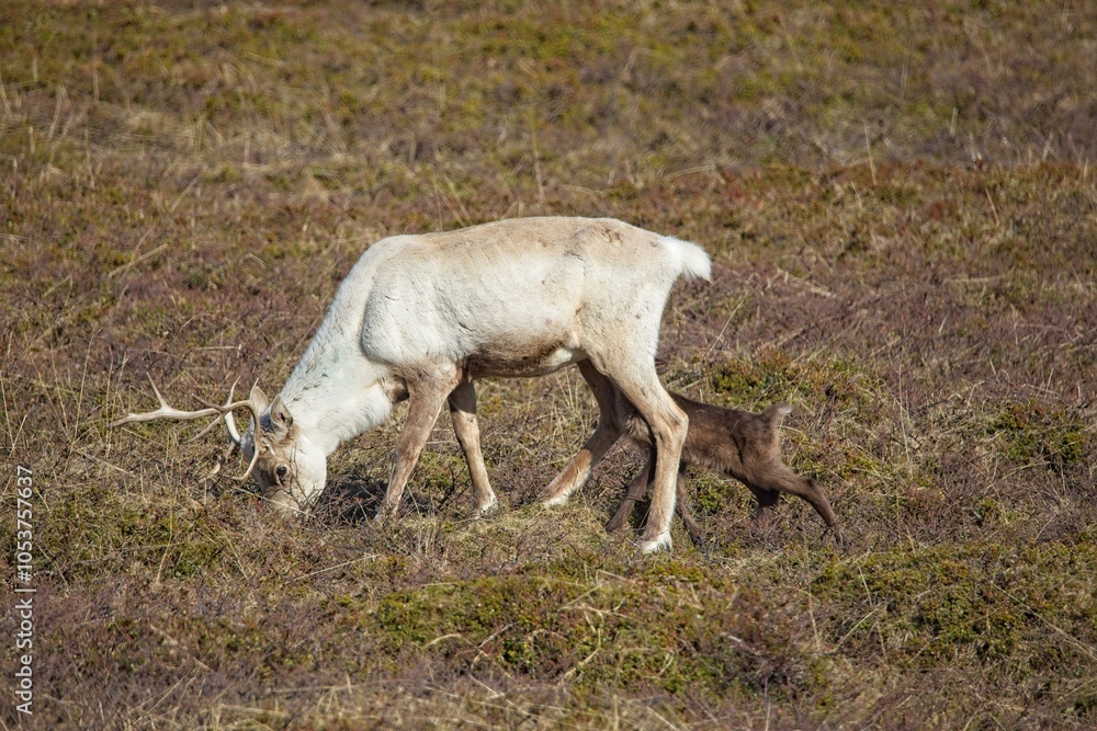 Obraz premium Reindeer (rangifer tarandus) and calf in mountain meadow in summer, Varanger Peninsula, Norway.