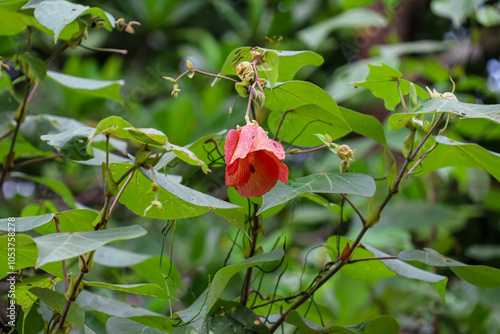 Vibrant Redvein Abutilon flower, popular ornamental plant for striking red bell-shaped blooms. Fauna on Bintan Island, Riau, Indonesia, South East Asia. Vibrant hue contrasts with lush green foliage photo