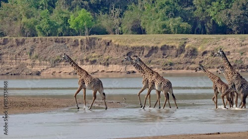 herd of Thornicroft's giraffes (Giraffa camelopardalis thornicrofti) crossing Luangwa River, South Luangwa National Park, Mfuwe, Zambia, Africa photo