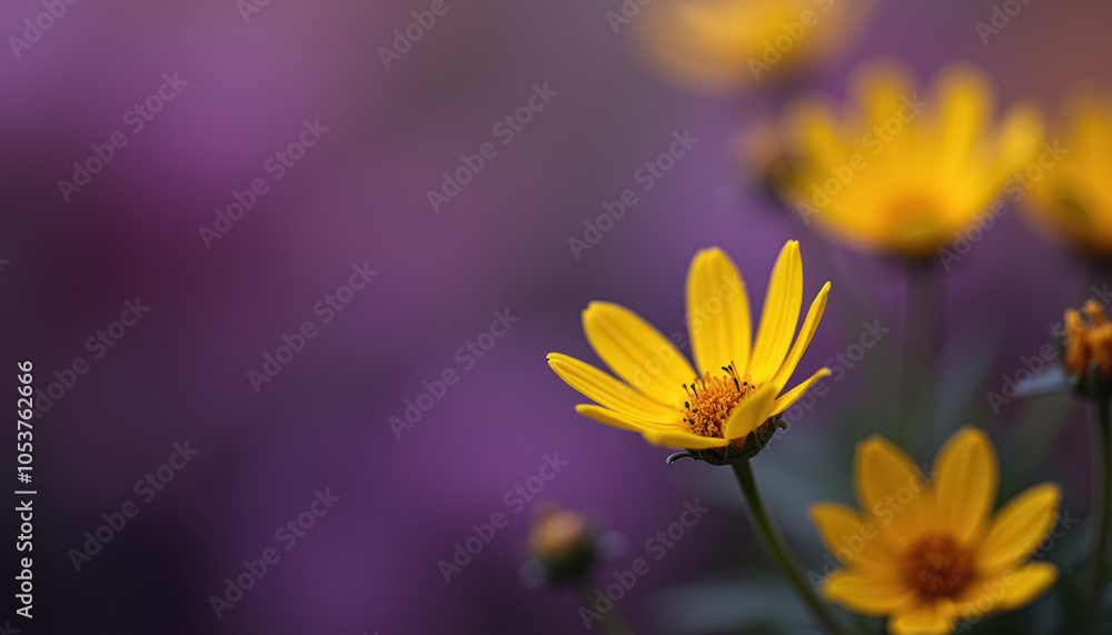Obraz premium a bright yellow flower in sharp focus against a blurred purple and green background