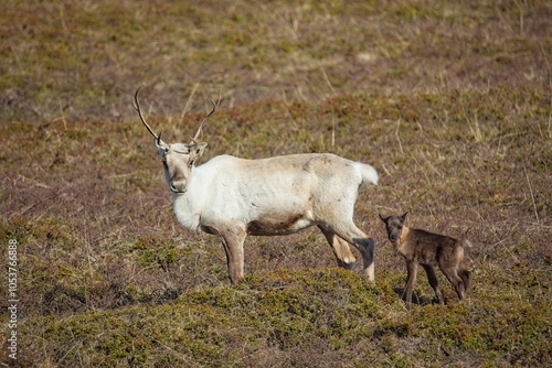 Reindeer (rangifer tarandus) and calf in mountain meadow in summer, Varanger Peninsula, Norway. photo