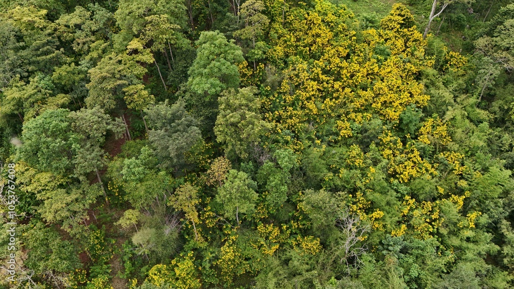 Naklejka premium Aerial view the Tropical forest Healthy environment green tone