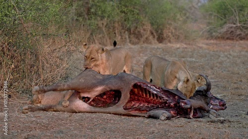 pride of lioness (Panthera leo) with cubs at buffalo kill, South Luangwa National Park, Mfuwe, Zambia, Africa photo