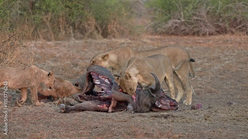 pride of lioness (Panthera leo) with cubs at buffalo kill, South Luangwa National Park, Mfuwe, Zambia, Africa photo