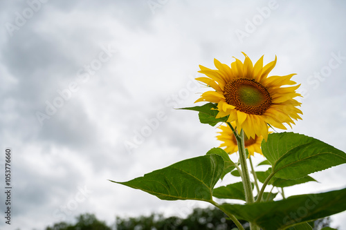 Beautiful blooming sunflower growing