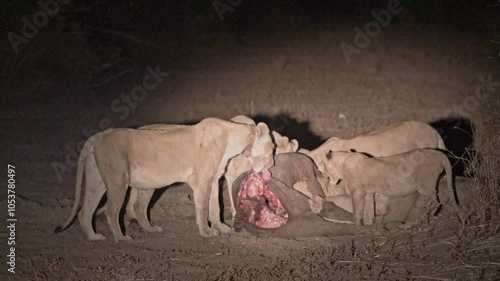 night shot pride of lioness with cubs (Panthera leo) at buffalo kill, South Luangwa National Park, Mfuwe, Zambia, Africa photo