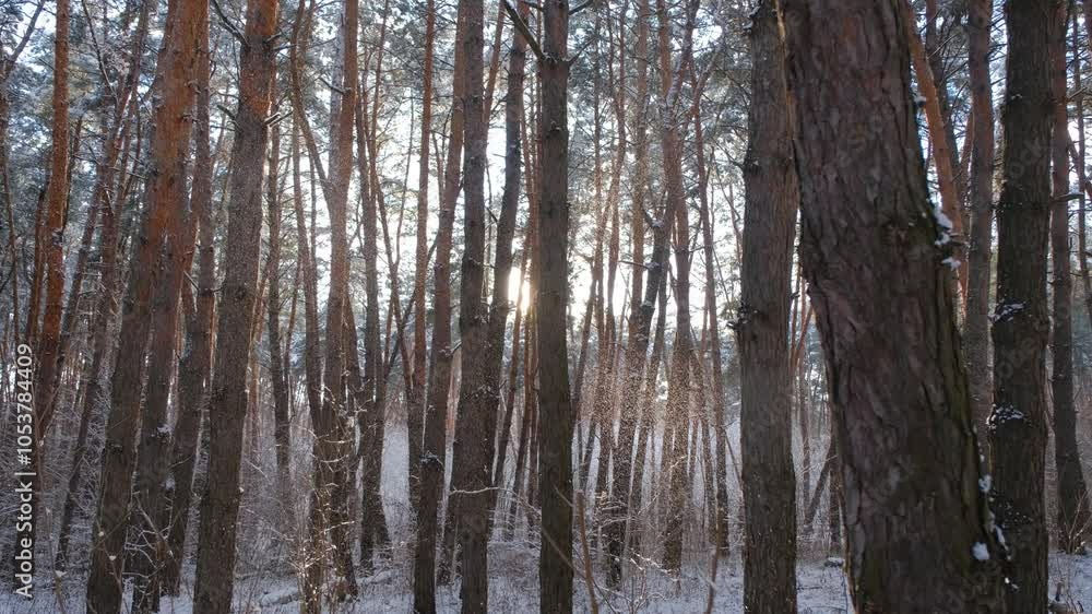 The rays of the sun break through the winter forest. Forest in winter. Sunset in the winter forest The rays of the sun break through the winter forest. Forest in winter. Sunset in the winter forest